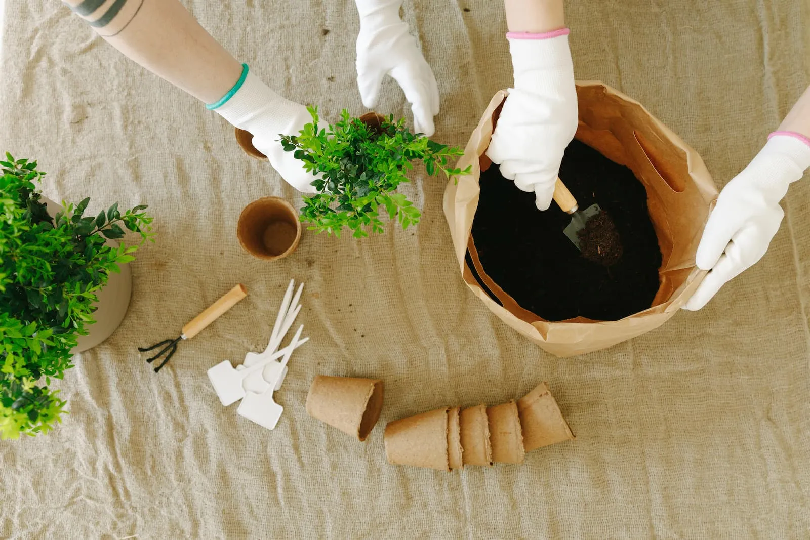 Various garden tools and plants on a table.